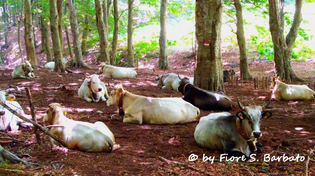 Photo of Sant'Angelo A Scala