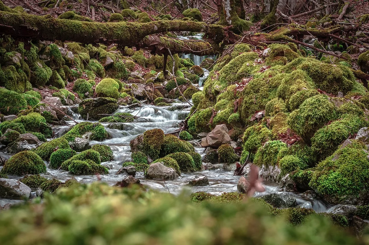 Photo of Sant'Arsenio