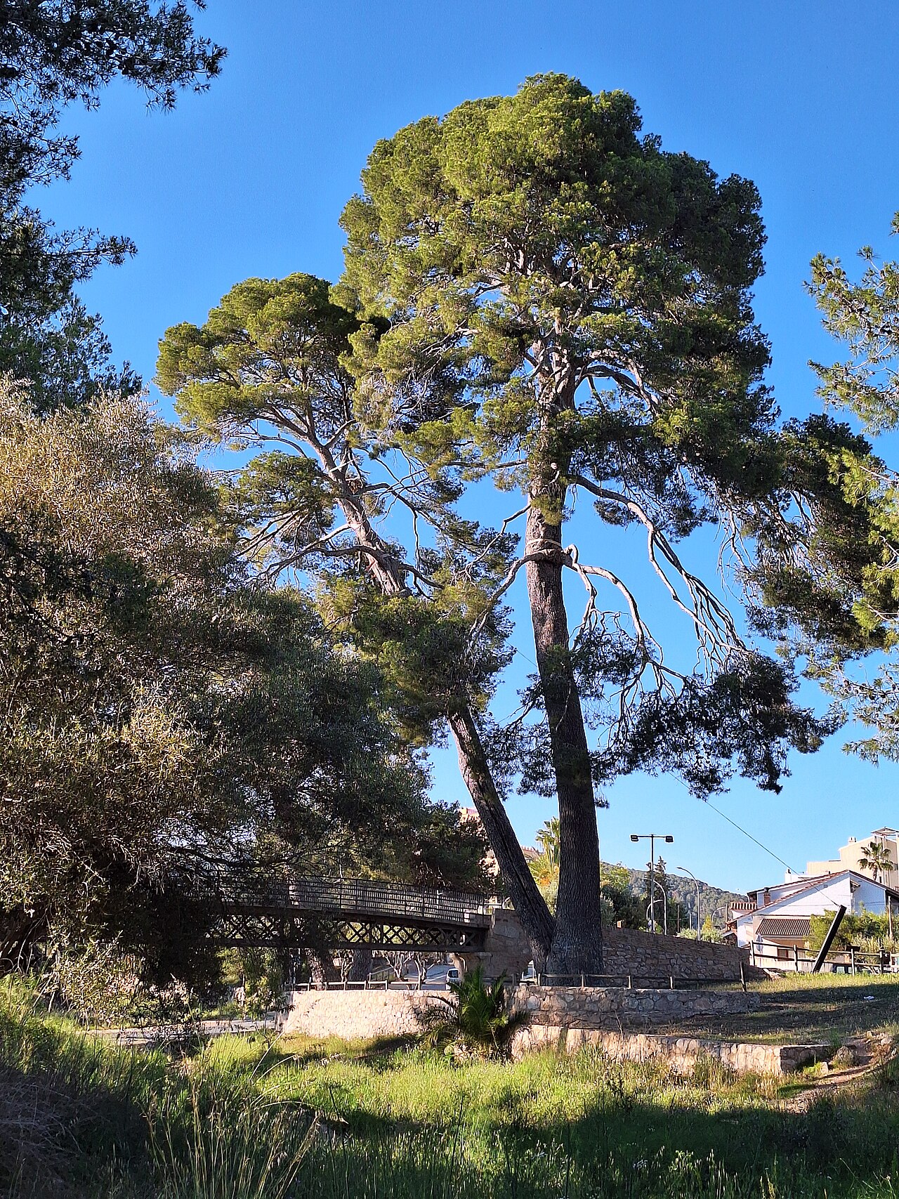 Pont de Sota-ribes