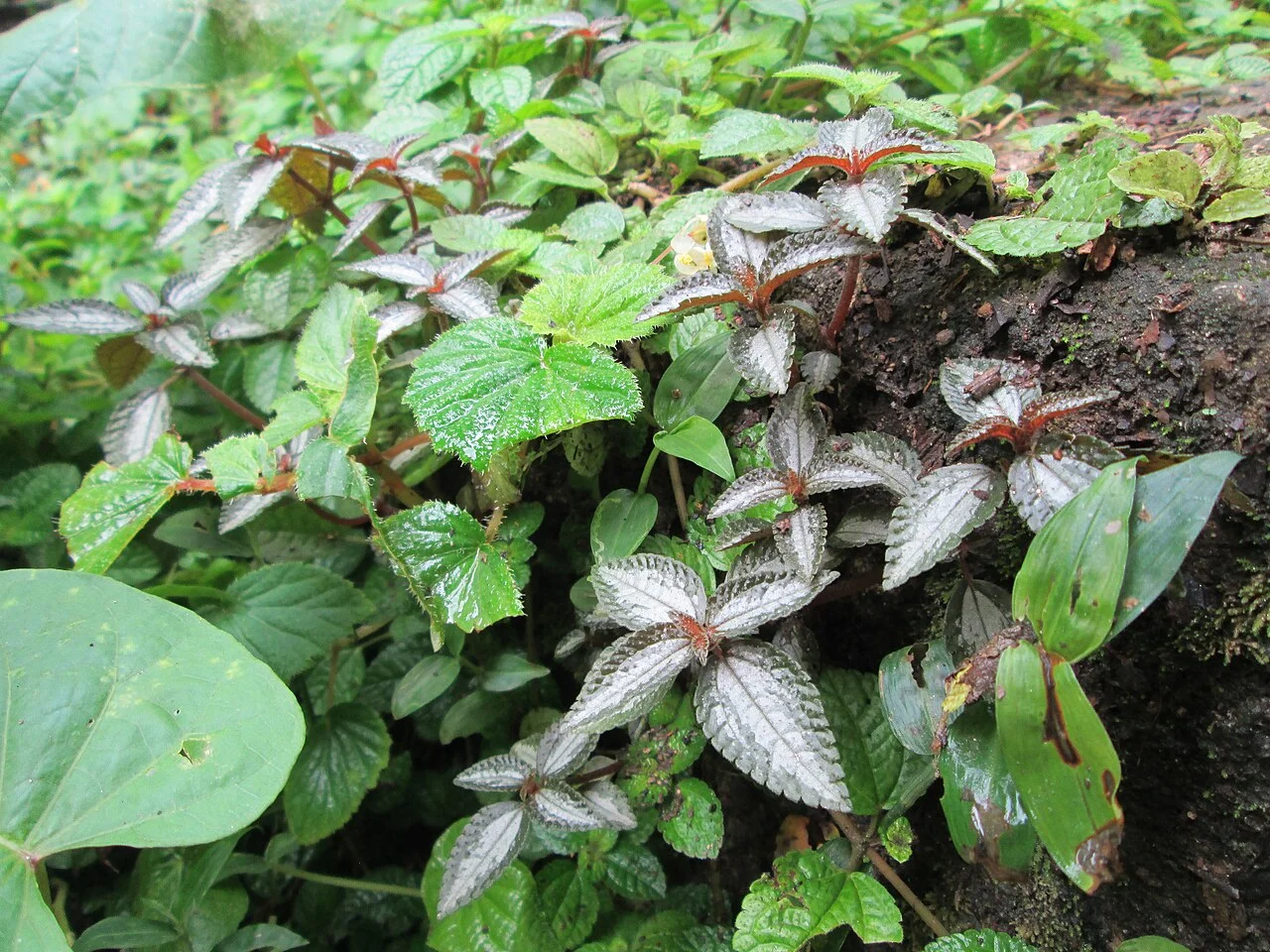 Photo of Santa Apolonia