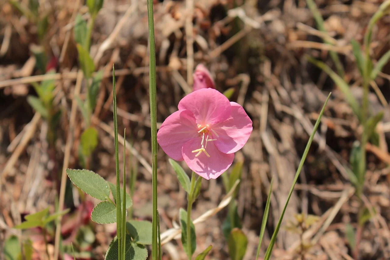 Photo of Santa Bárbara