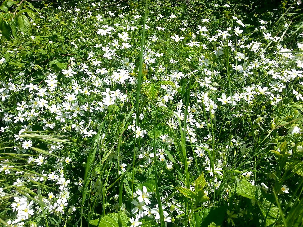 Photo of Santa Eugènia