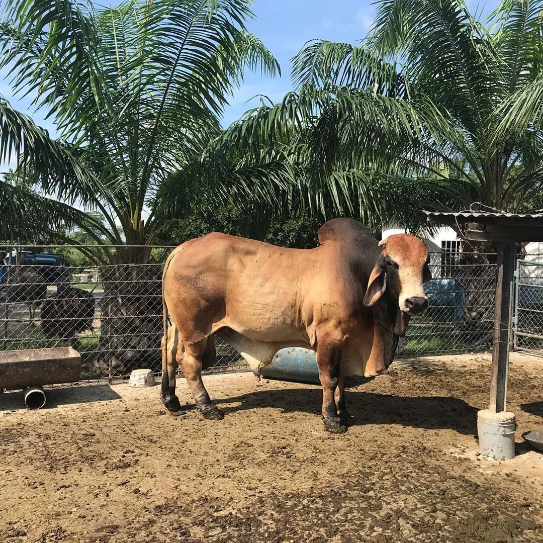 Photo of Santa Isabel