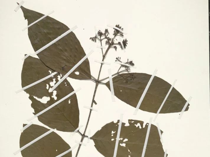 Photo of Santa Lucía