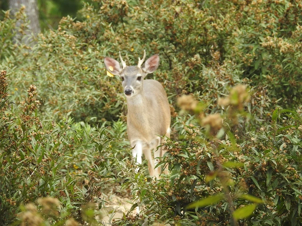Photo of Santa María Chimalapa
