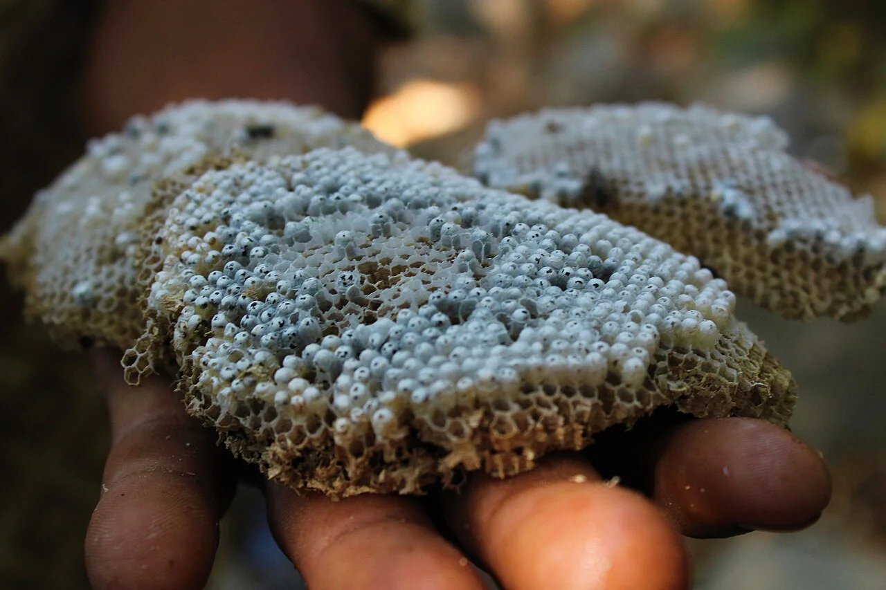 Photo of Santa María Jicaltepec