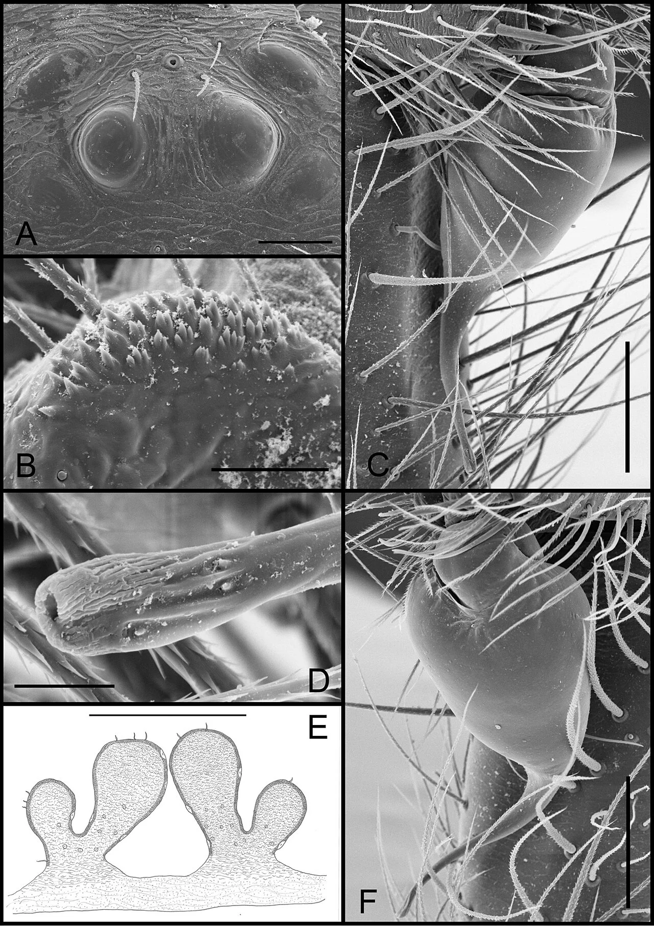 Photo of Santa Quitéria do Maranhão