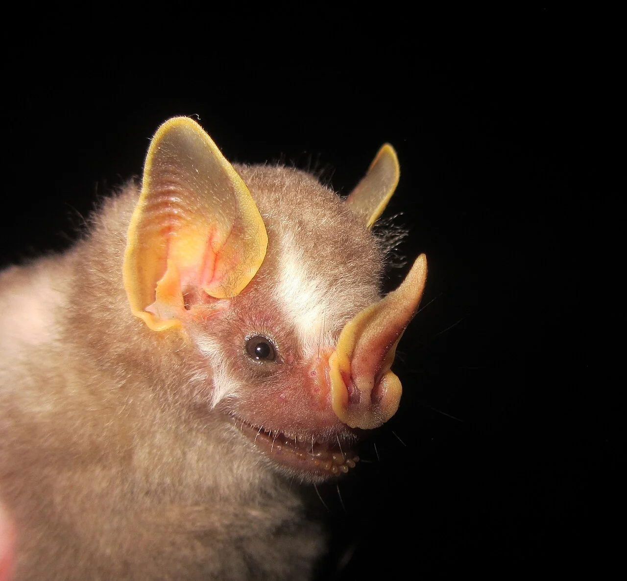 Photo of Santana do Araguaia