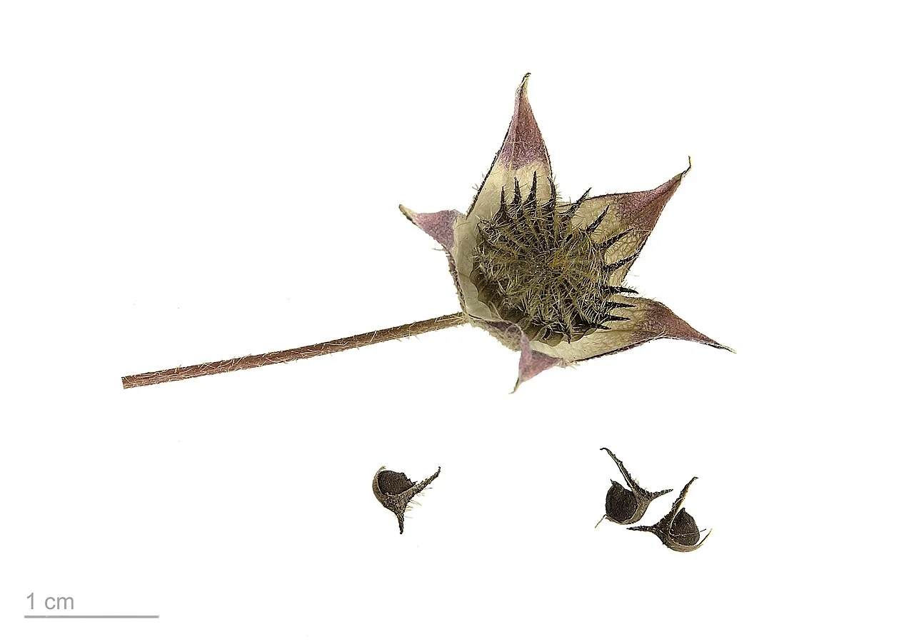 Photo of Santiago Mamalhuazuca