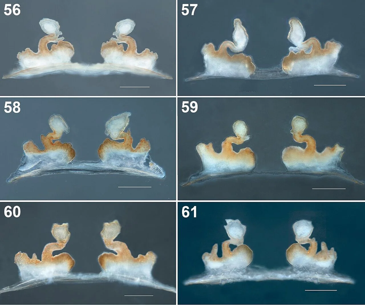 Photo of Santiago Tlacochcalco