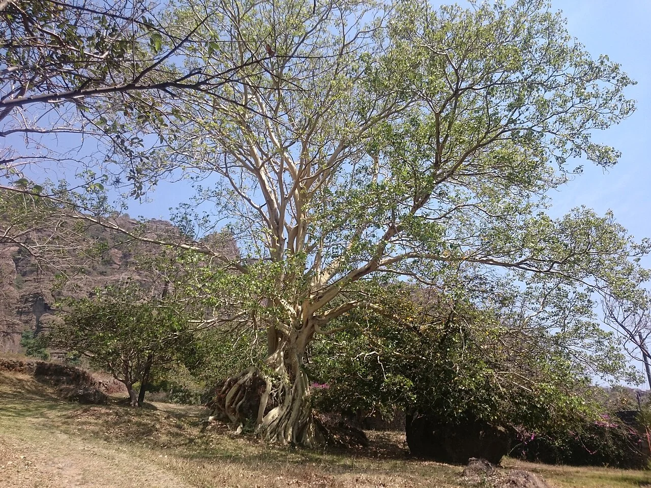 Photo of Santo Domingo Ocotitlán