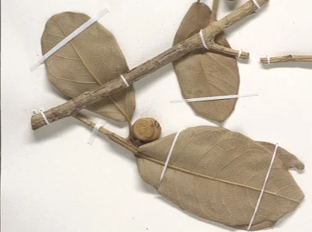 Photo of Santo Tomás