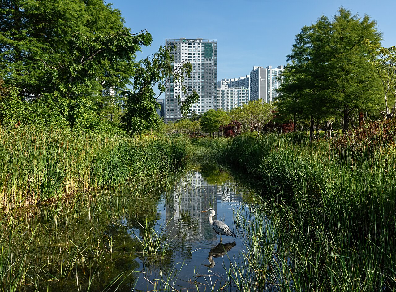 Ardea cinerea (Grey heron) in the water of a pond near trees in Busan Citizens Park a sunny day with blue sky in Busan, South Korea.