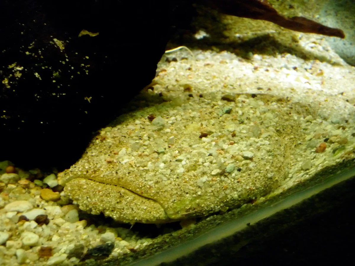 Photo of São Francisco