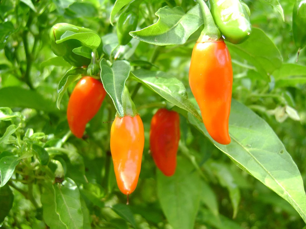 Photo of São João do Itaperiú