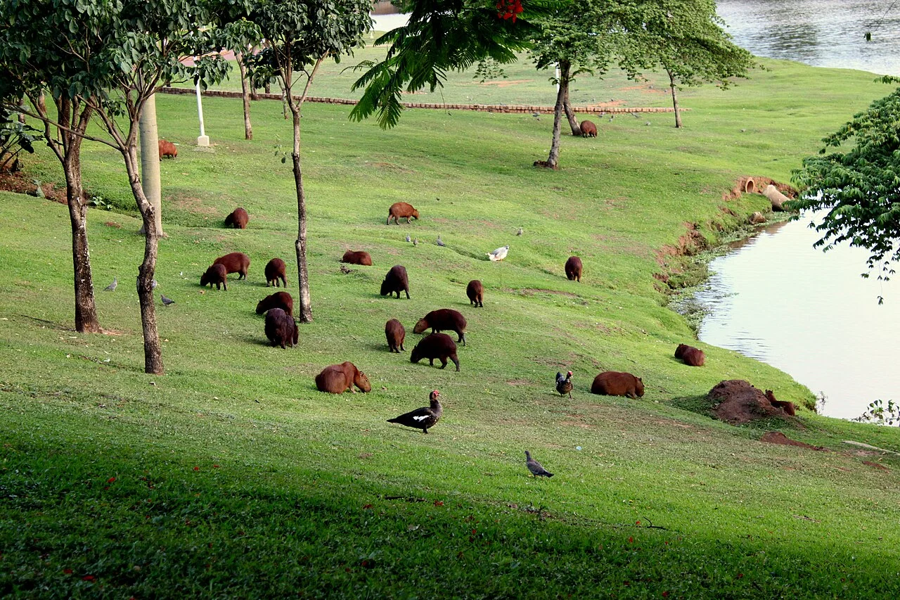 Photo of São José do Alegre