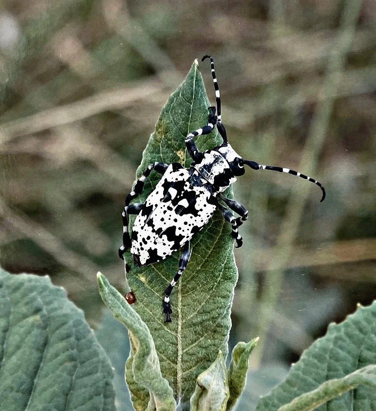 Photo of São José do Cerrito
