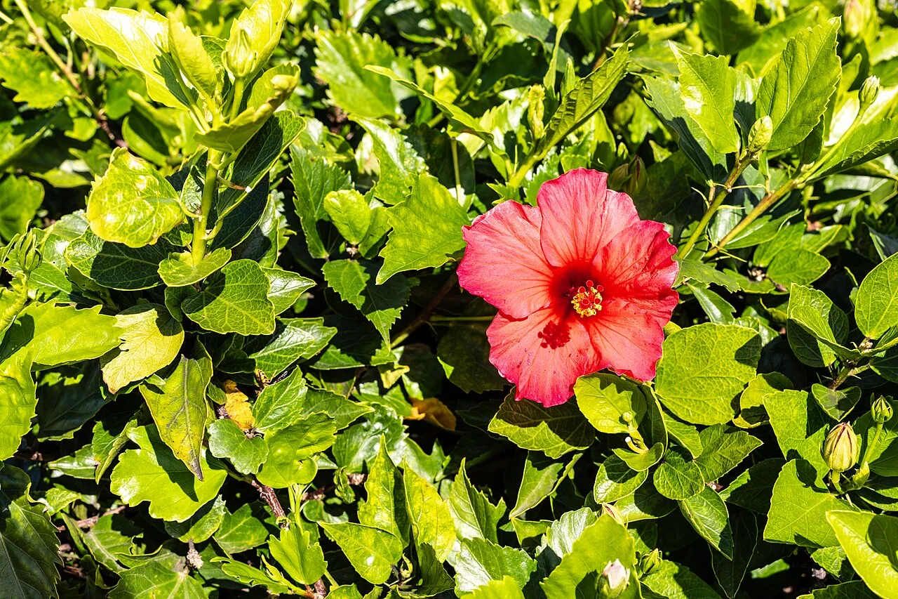 Photo of São Martinho