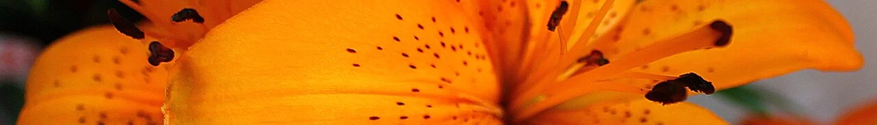 Photo of São Pedro do Sul