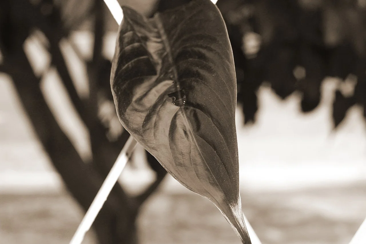 Photo of São Roque do Canaã