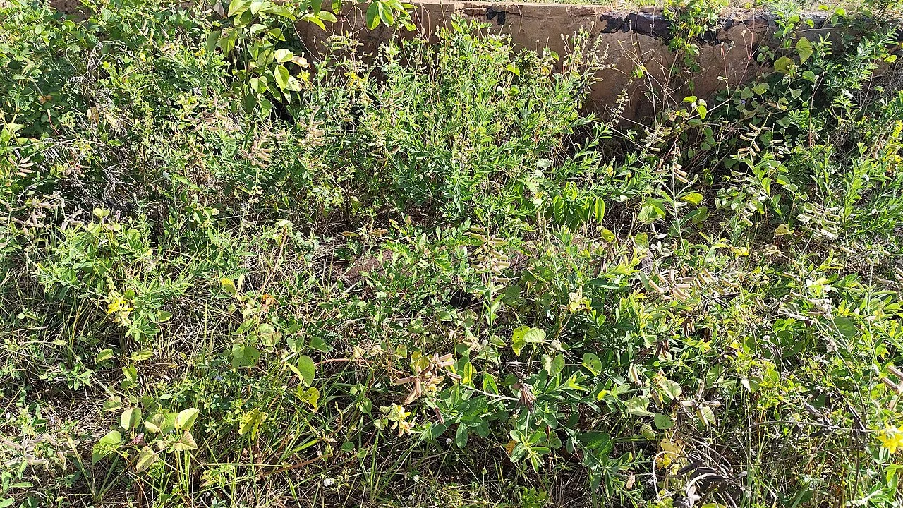 Photo of São Sebastião do Maranhão