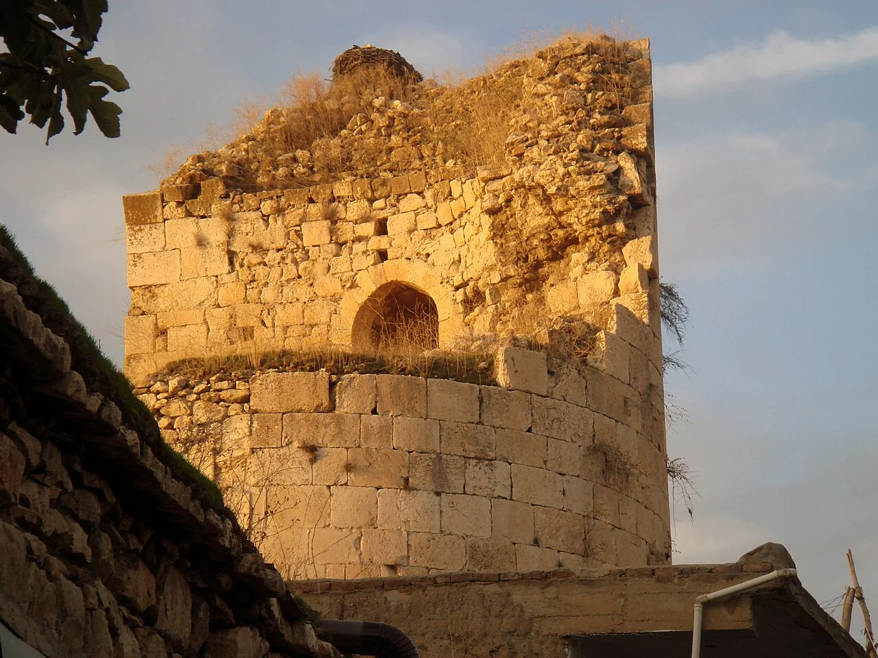 Photo of Sarıbuğday