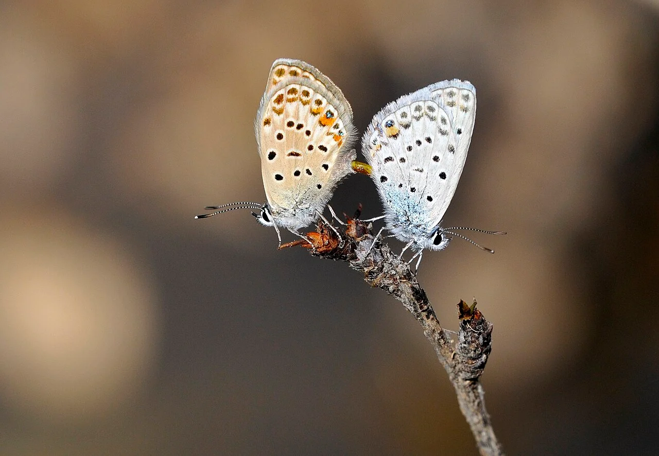 Photo of Sarıveliler