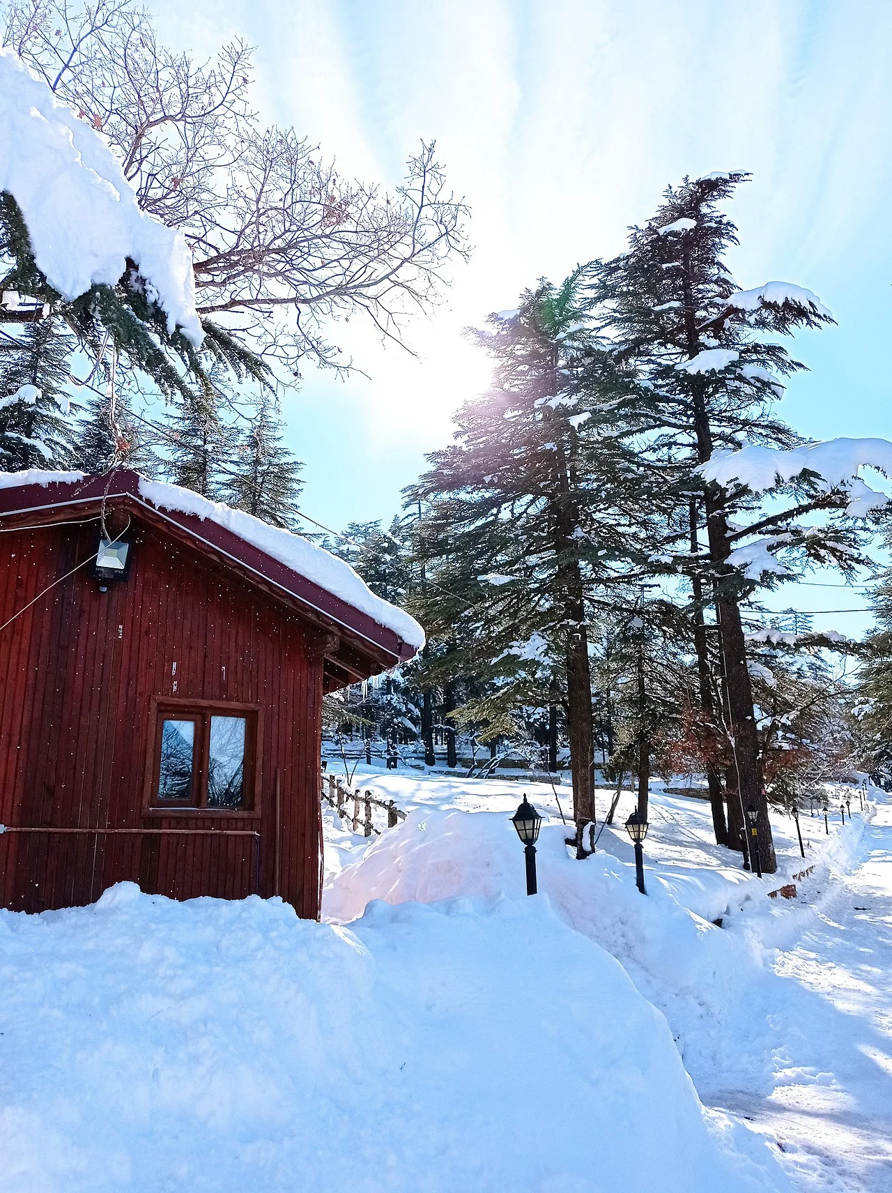 Photo of Şarkîkaraağaç