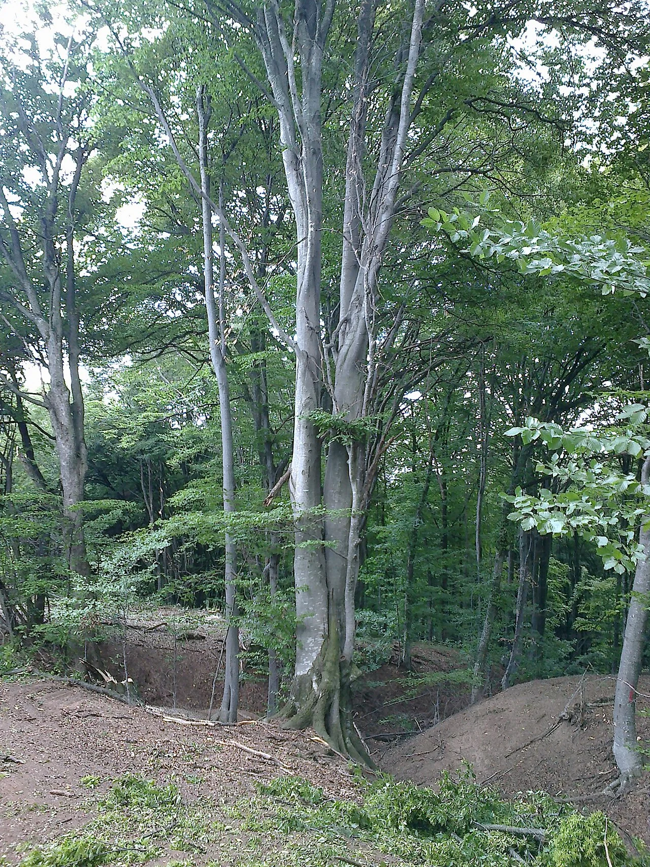 Photo of Săruleşti