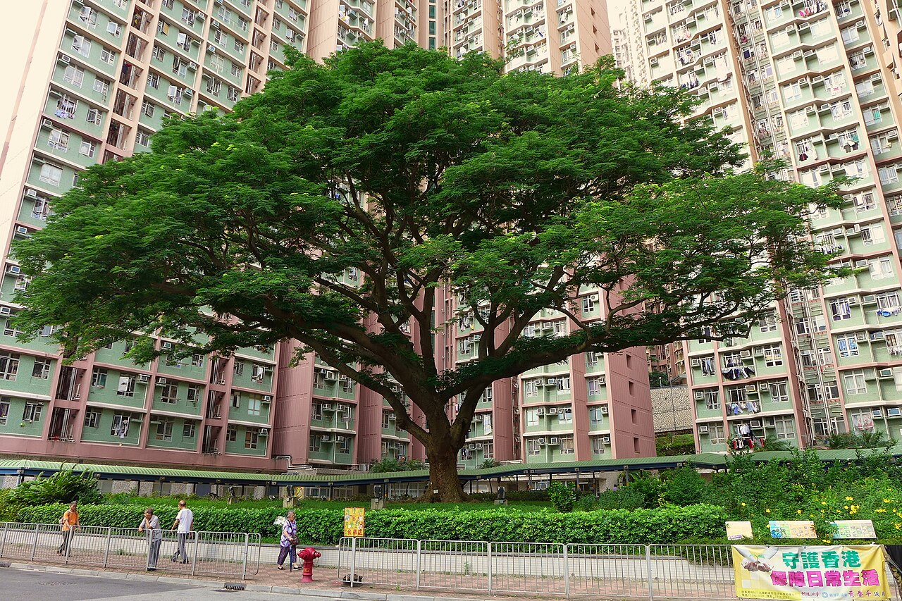 Sau Mau Ping Estate Big tree