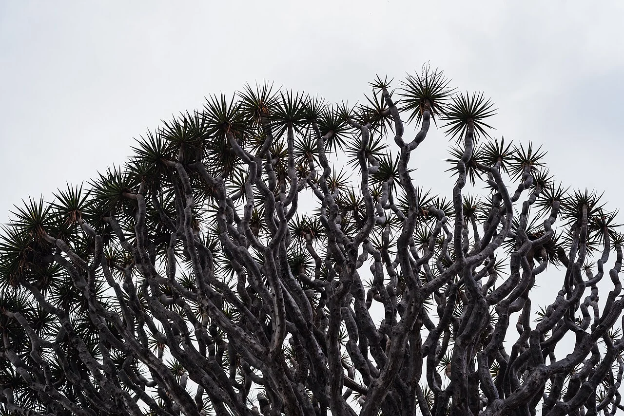 Photo of Sayula de Alemán