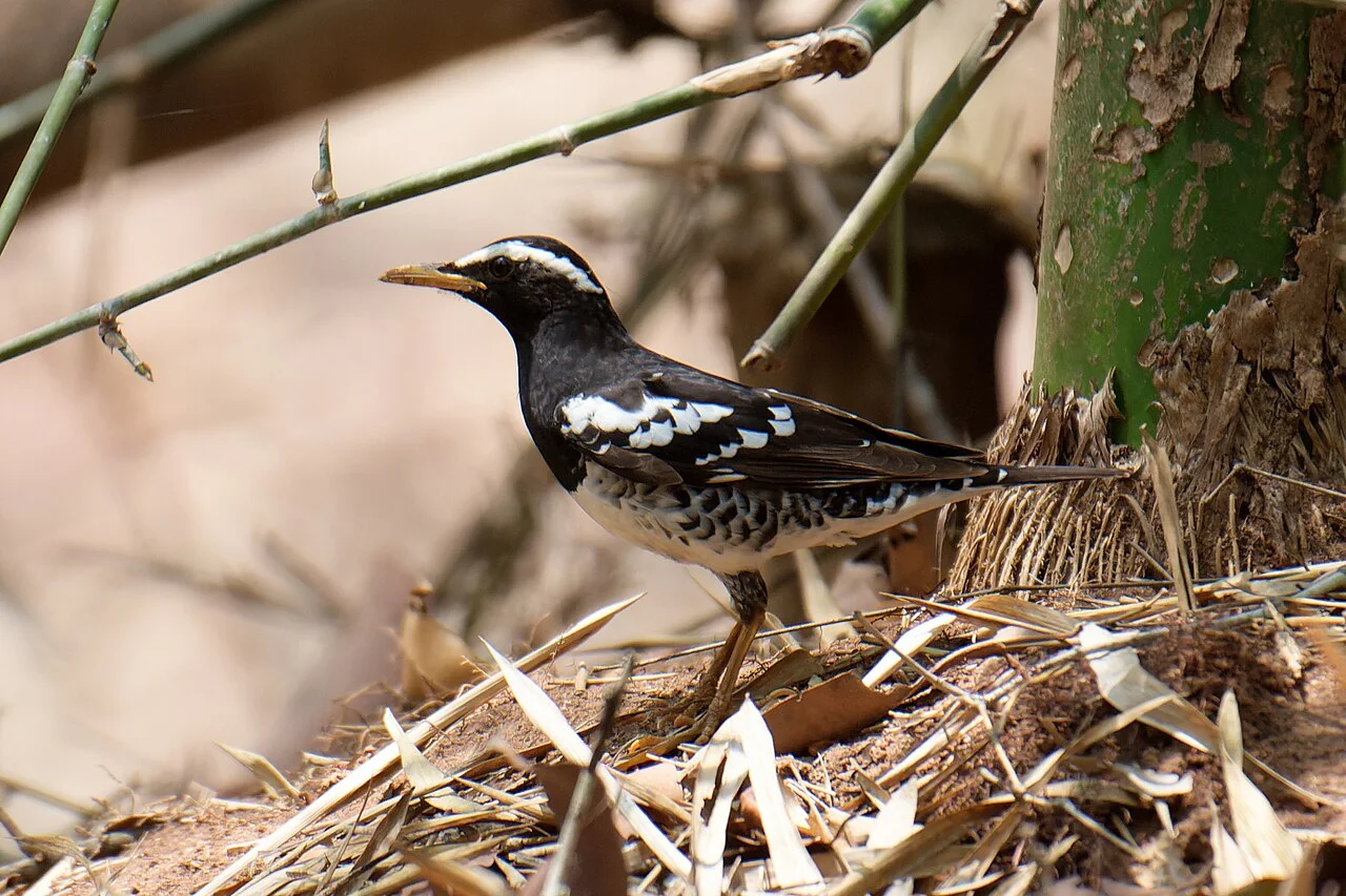 Photo of Seethanagaram