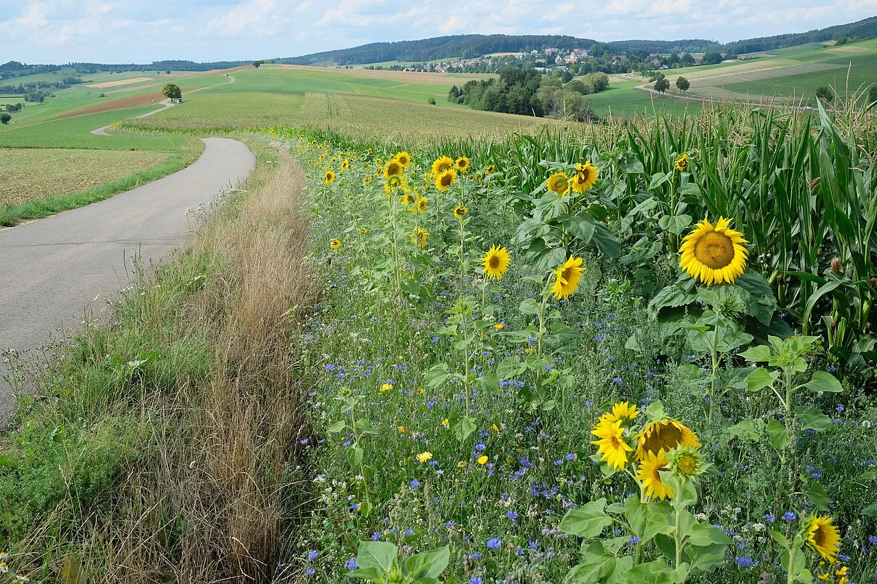 Photo of Seitingen-Oberflacht