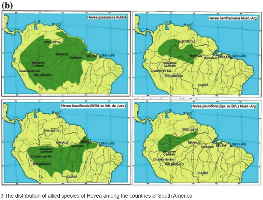 Photo of Seringueiras