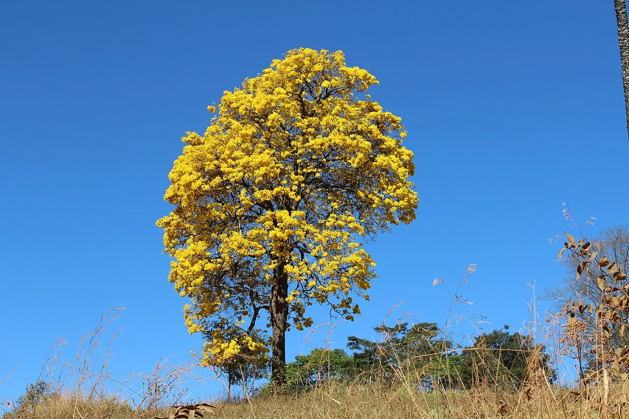 Photo of Serra do Salitre