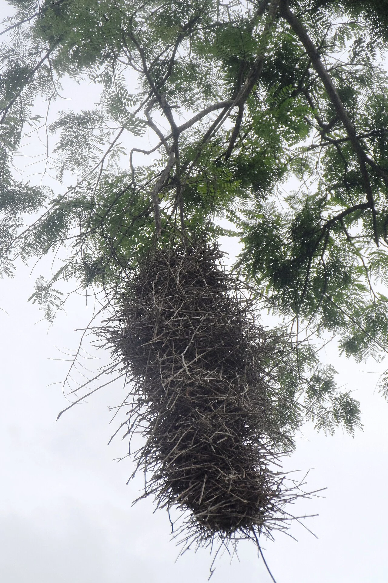 Photo of Serra dos Aimorés