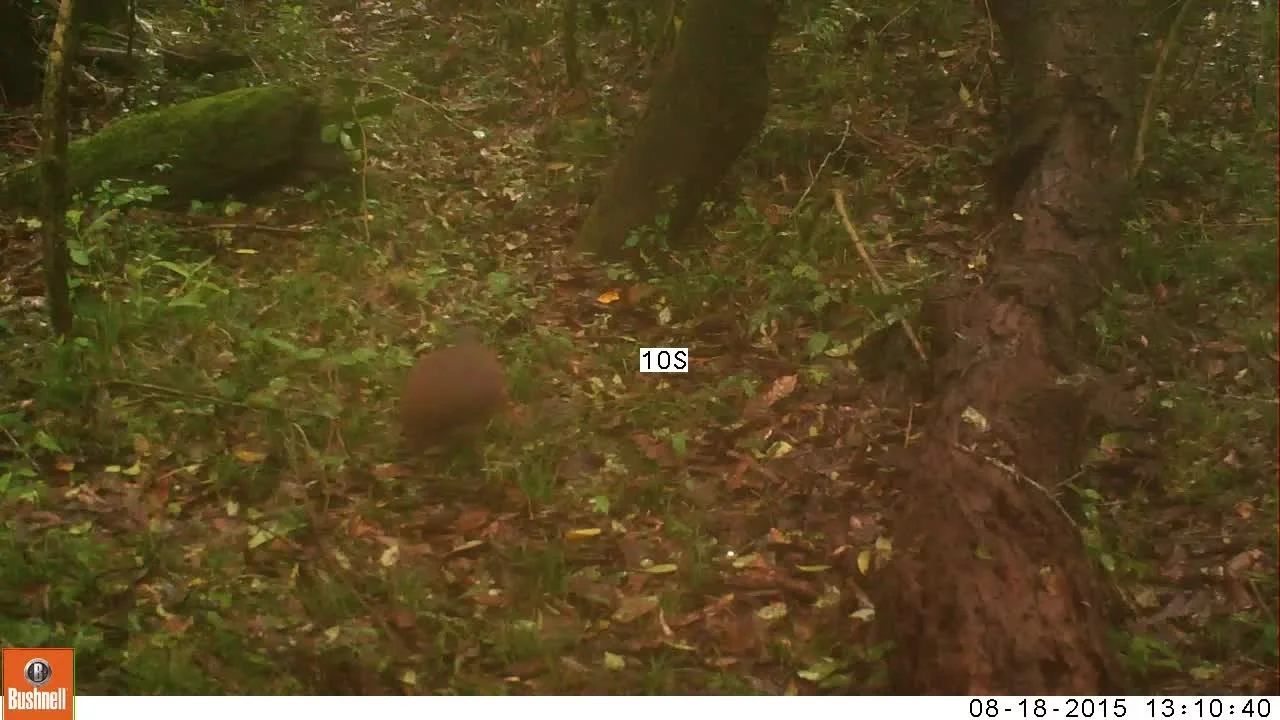 Photo of Shādīpur Julāna