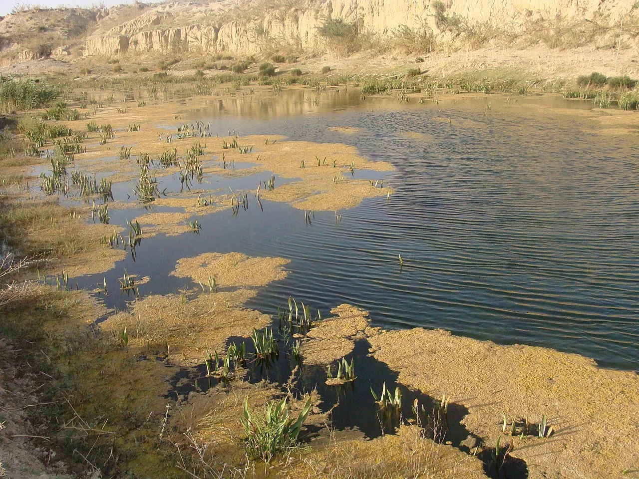 Photo of Shāhīn Shahr