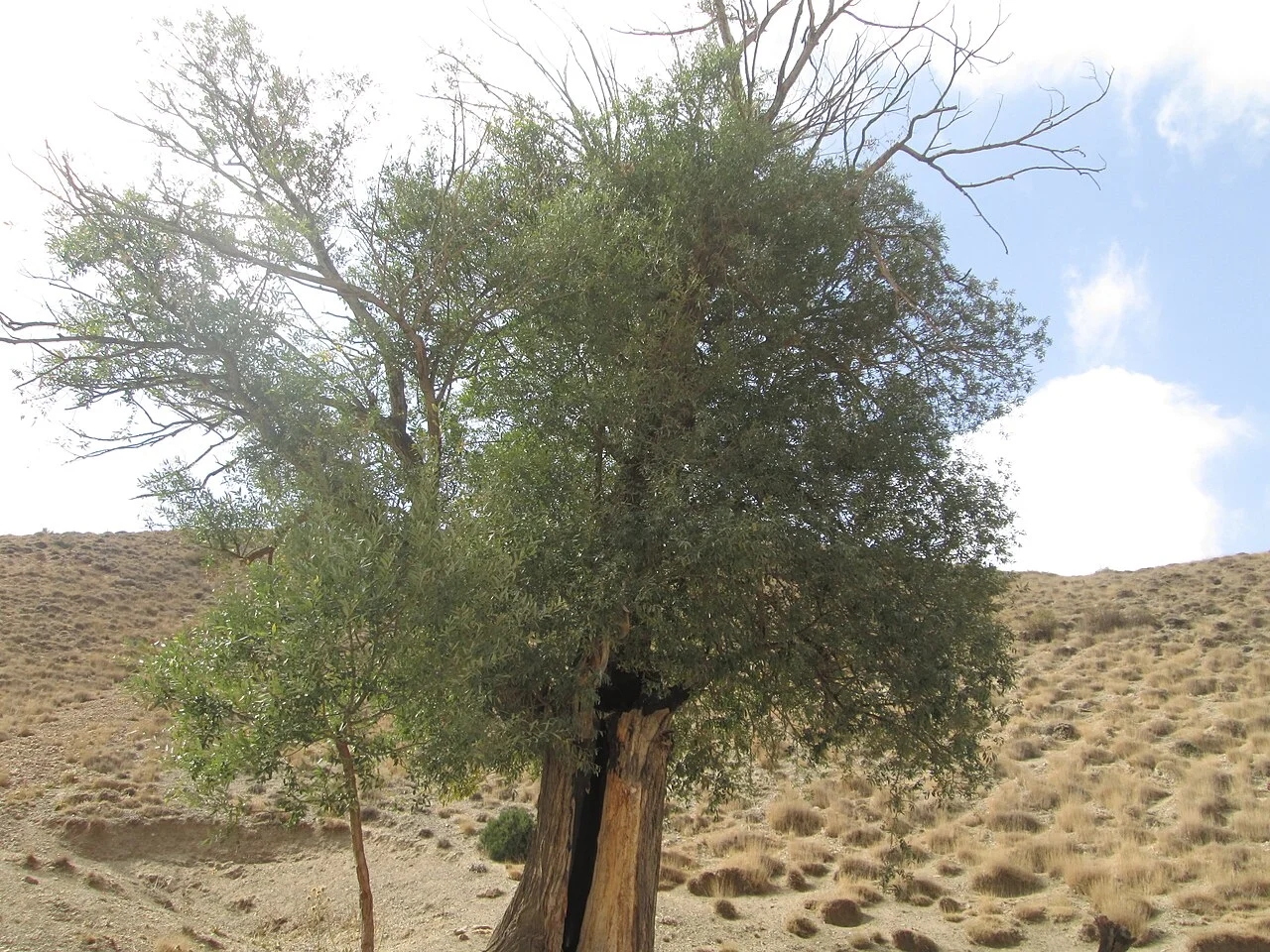 Photo of Shamsābād