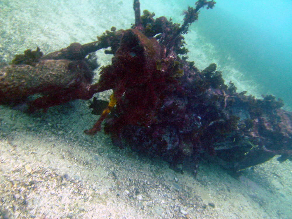 Photo of Shelly Beach