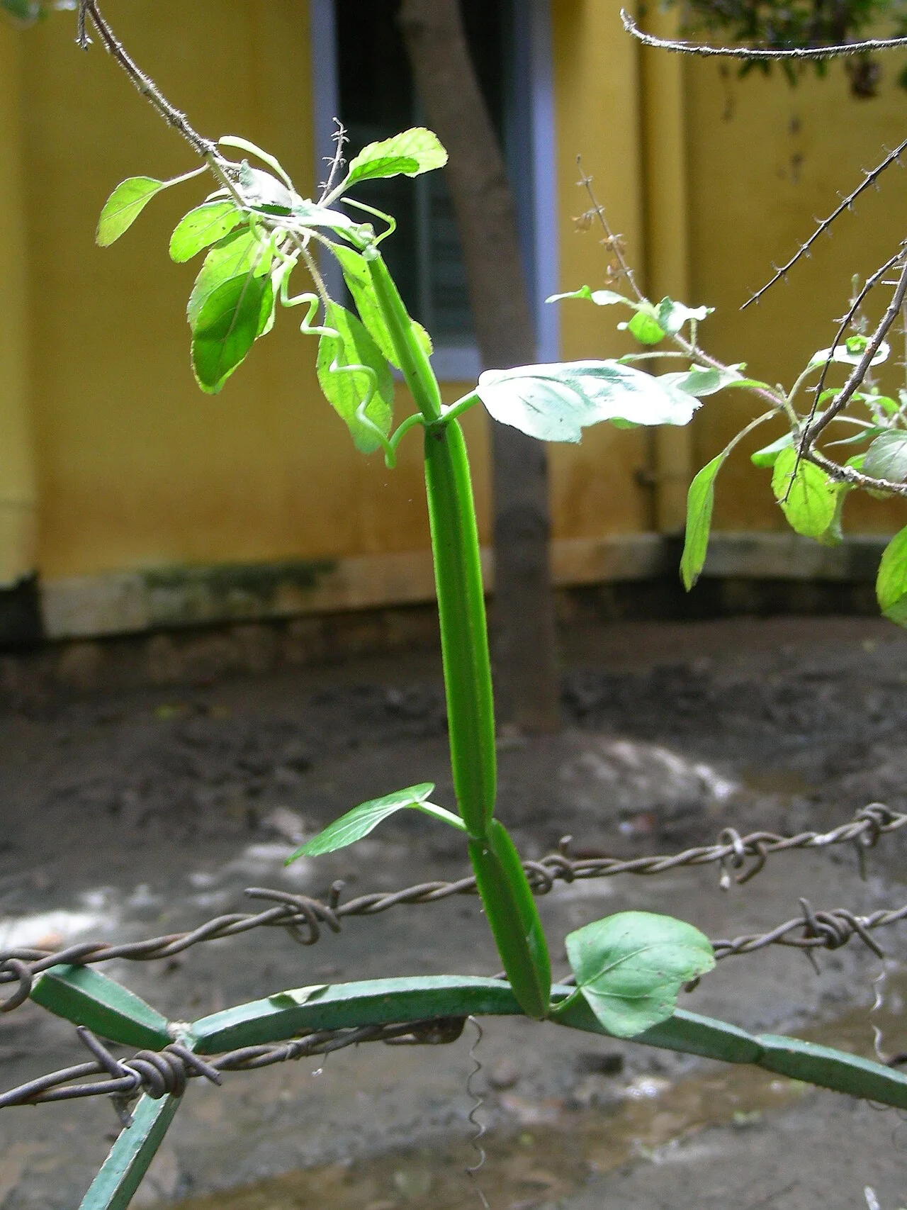 Photo of Sholavandan