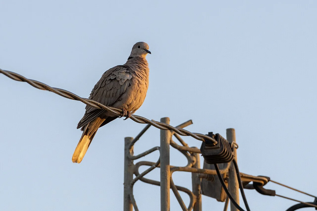 Photo of Sidi Bouzid