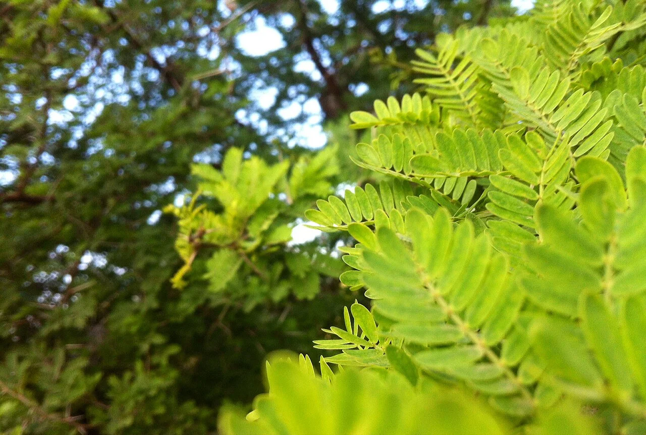 Photo of Sidi ech Chahmi