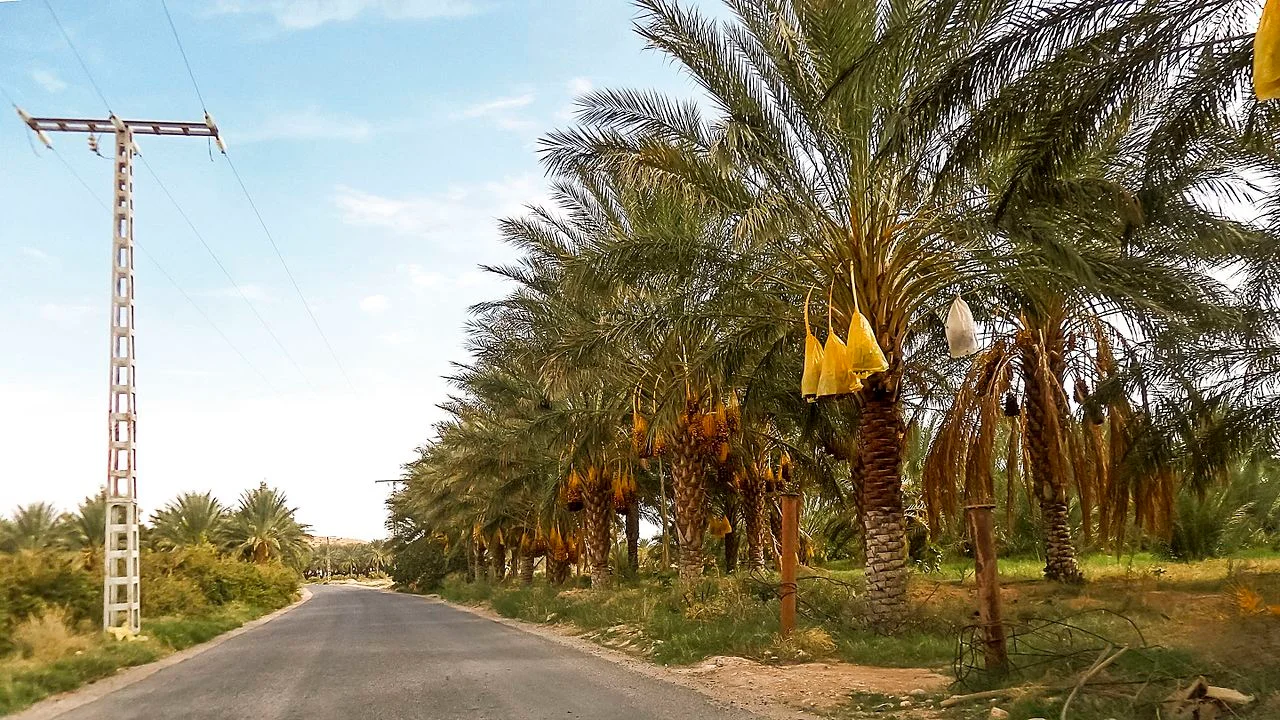 Photo of Sidi Khaled