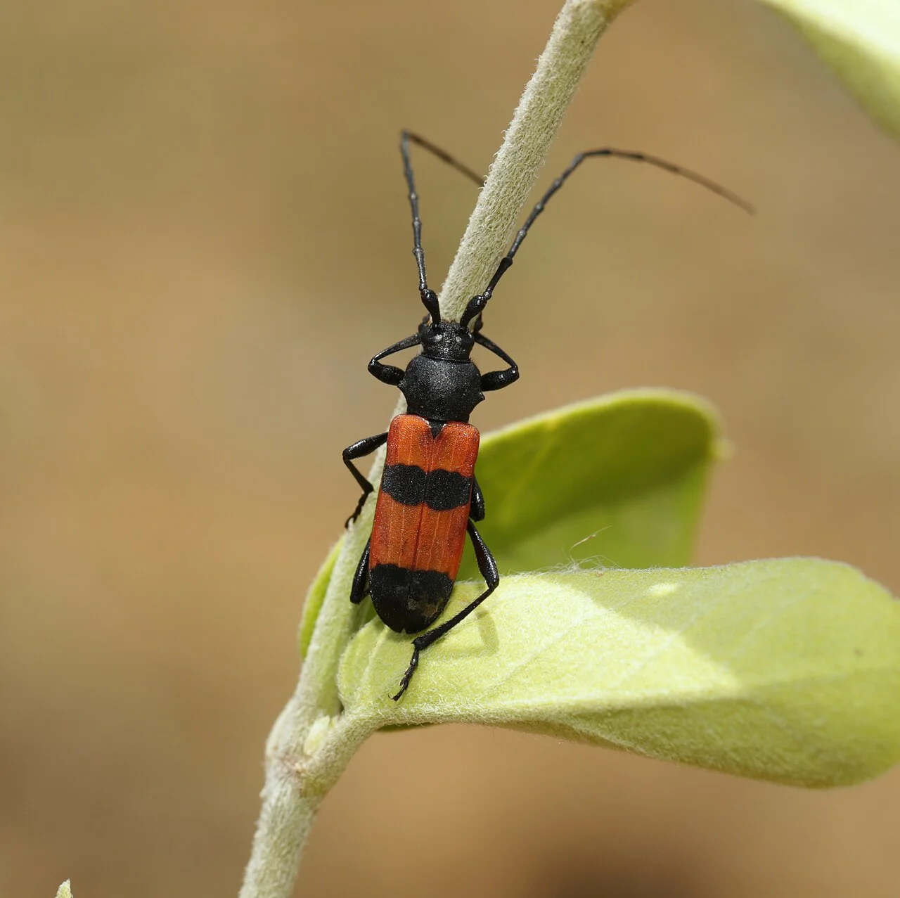 Photo of Sidlaghatta