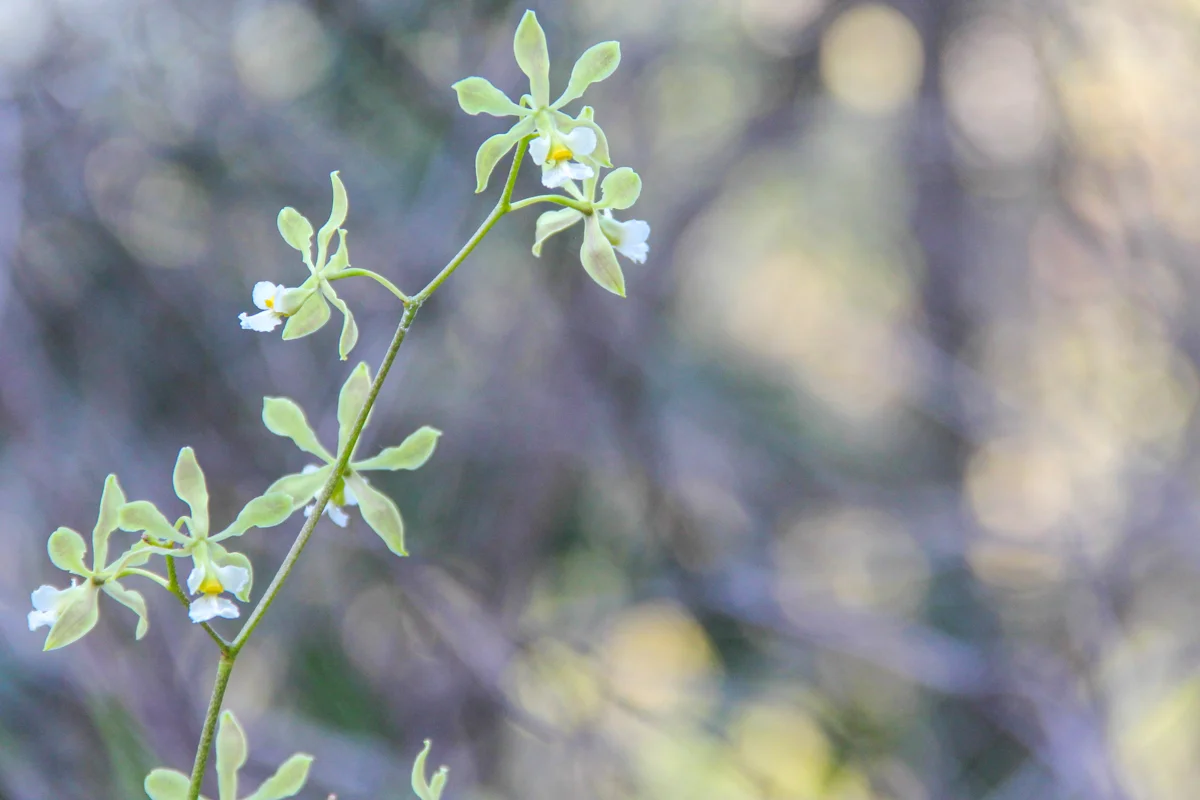 Photo of Sierra Imataca