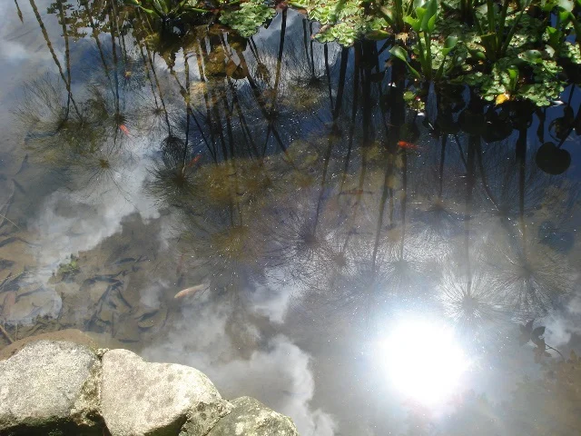 Photo of Silva Jardim