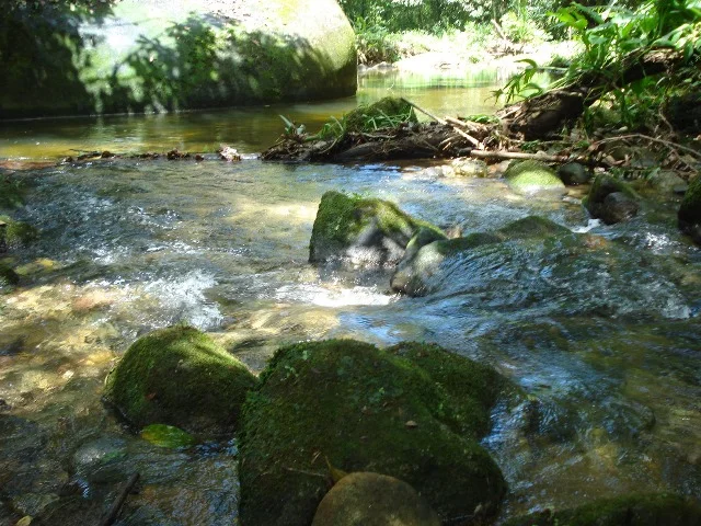 Photo of Silva Jardim