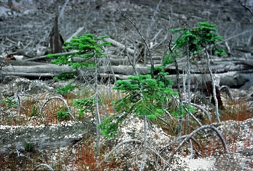Photo of Silver Firs