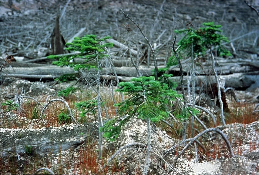 Photo of Silver Firs